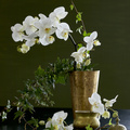 Image of Phalaenopsis hybrid