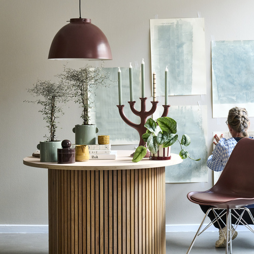 Corokia Argophyllaceae (442059)