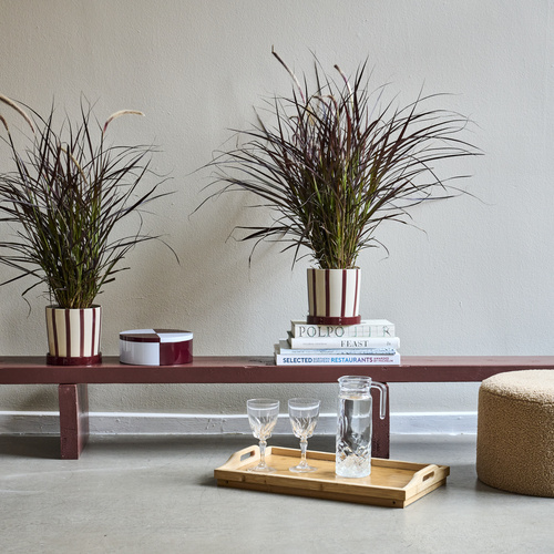 Pennisetum Pennisetum (442061)