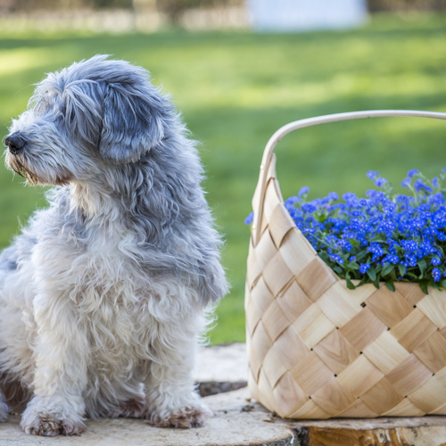 Image of Myosotis hybrid