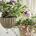 Image of Petunia hybrid