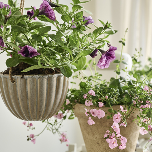 Petunia Solanaceae (442466)