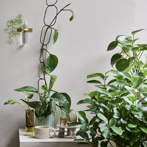 Image of Ficus microcarpa