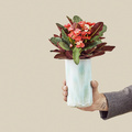Image of Euphorbia milii