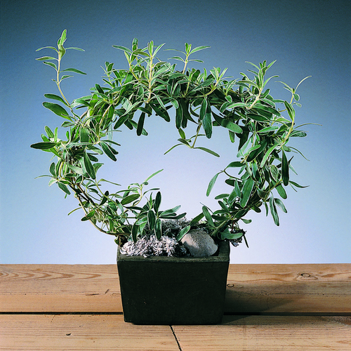 Image of Coprosma kirkii