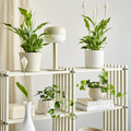 Image of Spathiphyllum wallisii