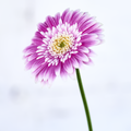 Image of Gerbera hybrid