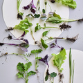 Image of Krydderurter mix