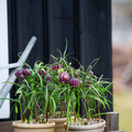 Image of Fritillaria meleagris