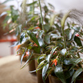 090611 27 Image of Begonia boliviensis