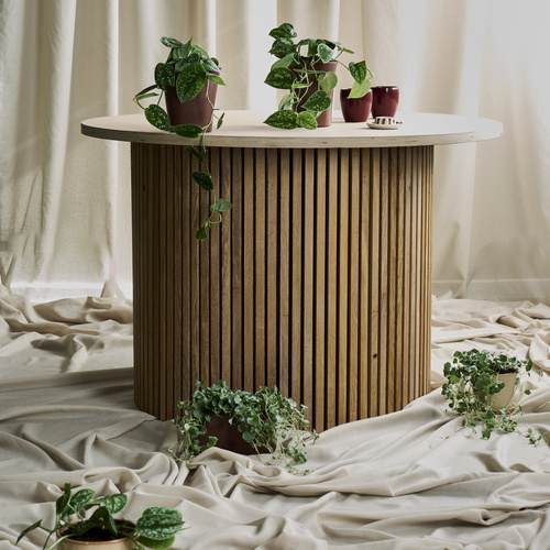 Dichondra Convolvulaceae (442038)