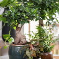 Image of Ficus microcarpa