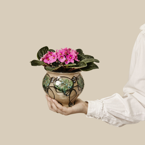 Image of Saintpaulia ionantha