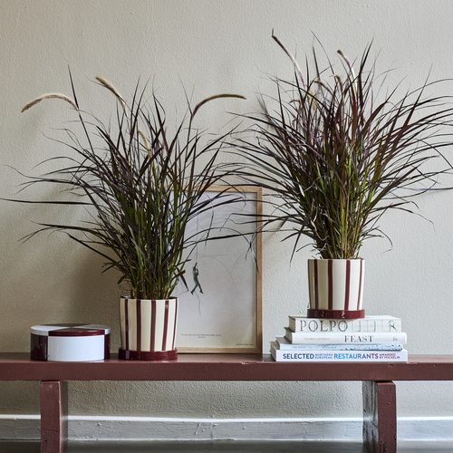 Pennisetum Pennisetum (442062)