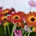 Image of Gerbera hybrid