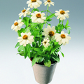 zinnia eleg plakat 2006 Image of Zinnia elegans