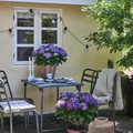Image of Hydrangea macrophylla