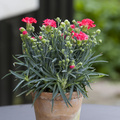 Dianthus_20120515wf9r7728 Image of Dianthus caryophyllus