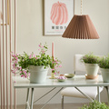 Image of Diascia barberae