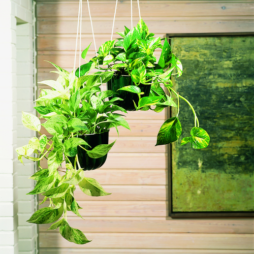 Image of Epipremnum pinnatum