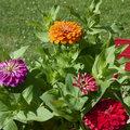 Image of Zinnia elegans