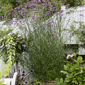 Verbena_bonoriensis_ Image of Verbena bonariensis