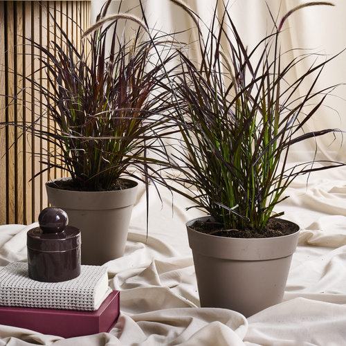 Pennisetum Pennisetum (442063)