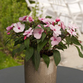 20120515wf9r7614 Image of Impatiens new guinea