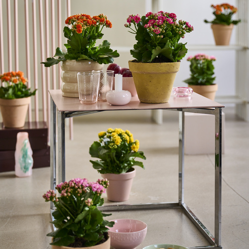Kalanchoe Crassulaceae (442470)