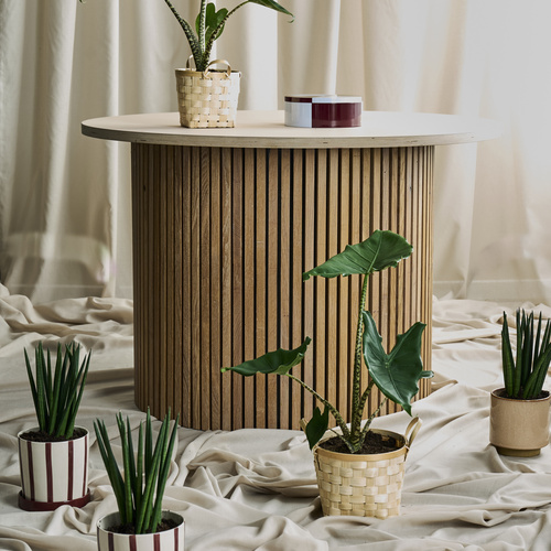 Sansevieria Agavaceae (442048)