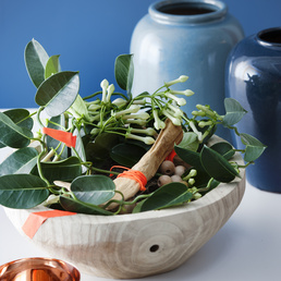 billede af Stephanotis