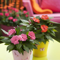 Impatiens_N_G_060313 0376 Image of Impatiens new guinea