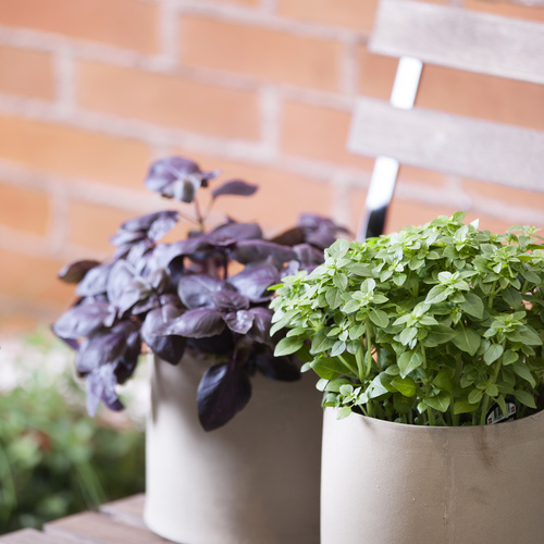 Image of Ocimum basilicum