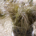 Image of Carex comans