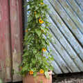 thunbergia_alata Image of Thunbergia alata
