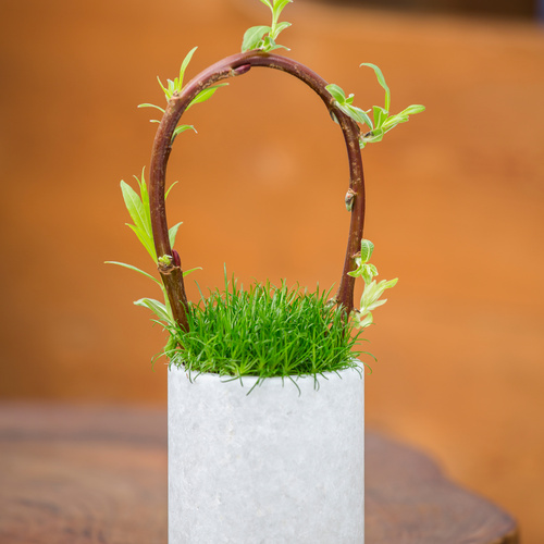 Image of Sagina procumbens