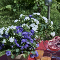 Image of Campanula haylodgensis