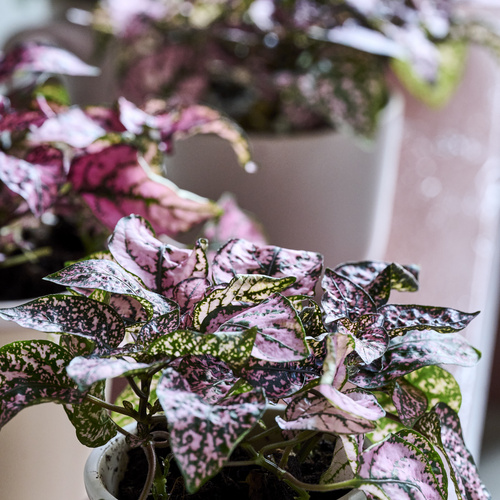 Hypoestes Acanthaceae (442042)