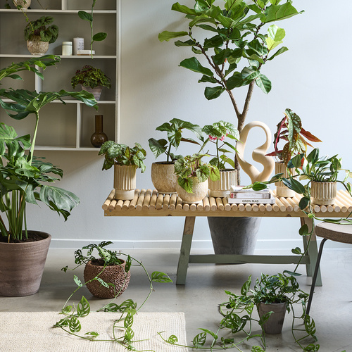 Image of Monstera deliciosa