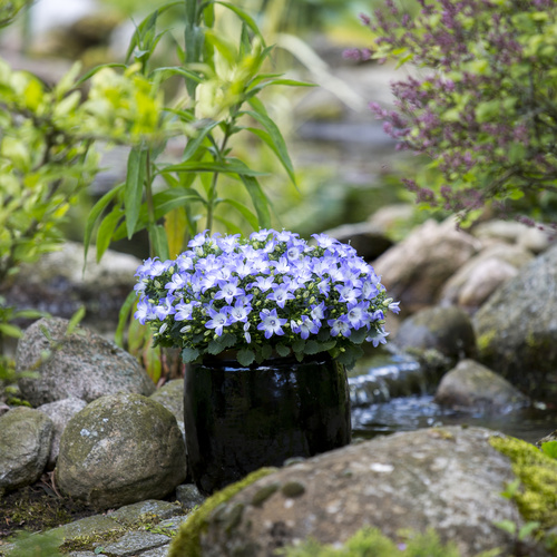 Image of Campanula hybrid