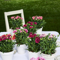 Image of Dianthus caryophyllus