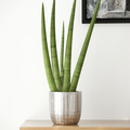 Image of Sansevieria cylindrica
