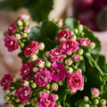 Image of Kalanchoe blossfeldiana