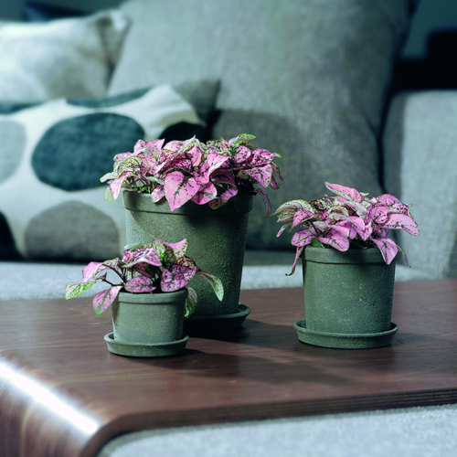 Image of Hypoestes phyllostachya