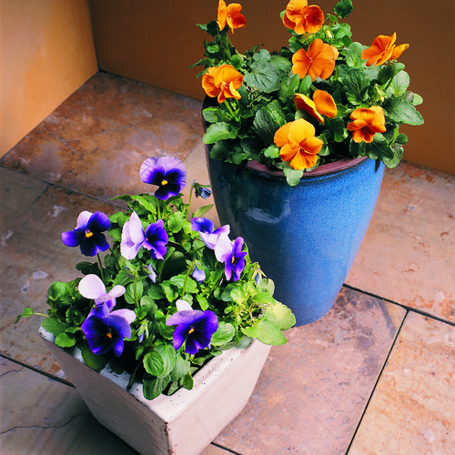 Image of Viola x wittrockiana