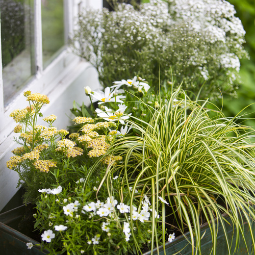 Image of Gypsophila paniculata