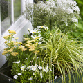 Image of Gypsophila paniculata