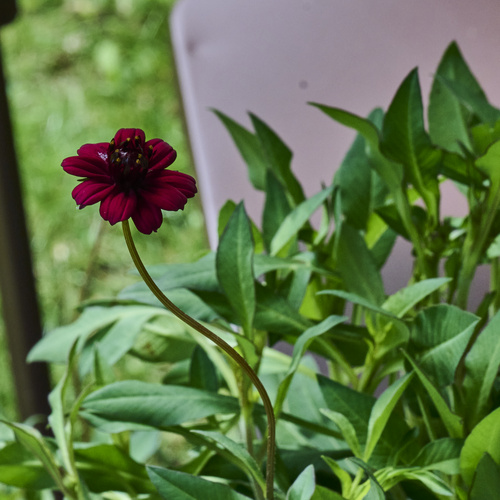 Cosmos Asteraceae (442639)
