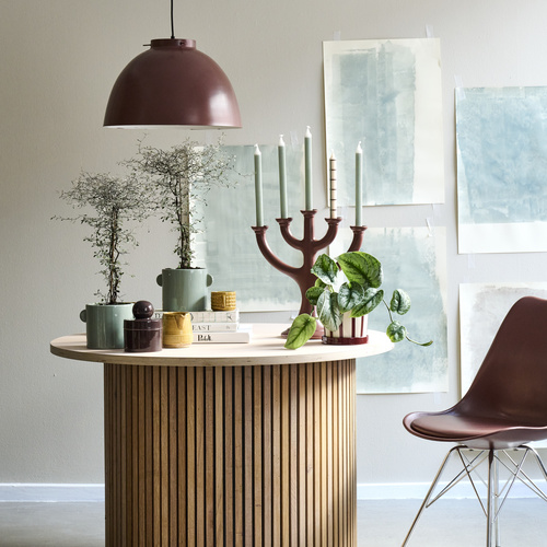 Corokia Argophyllaceae (442060)