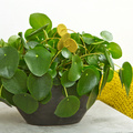 Pilea_peperomiodes_Timeless_Bloom Image of Pilea peperomioides